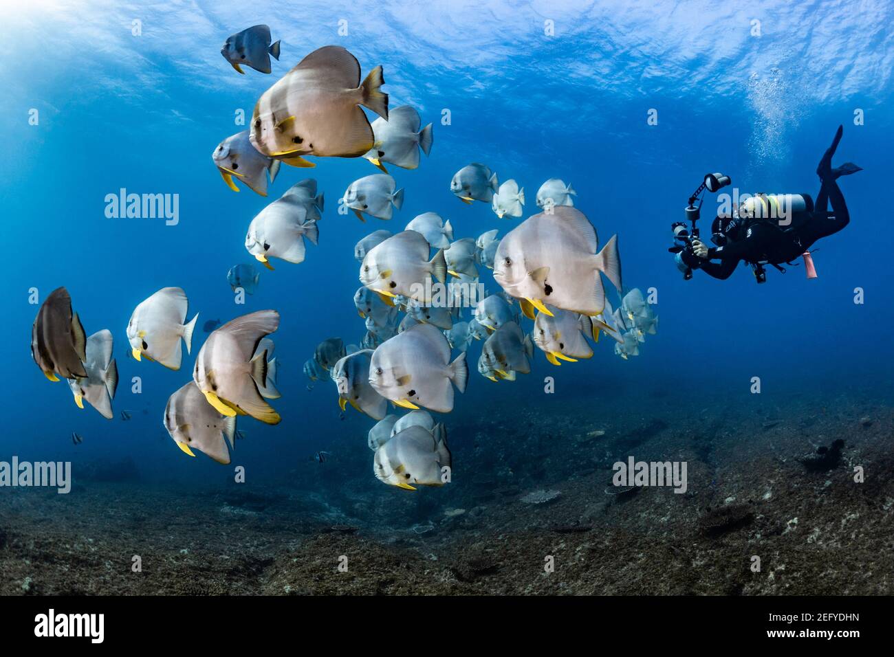Unterwasserfotograf, der die Schule von Batfish auf Stradbroke Island, Queensland, Australien, fotografiert Stockfoto