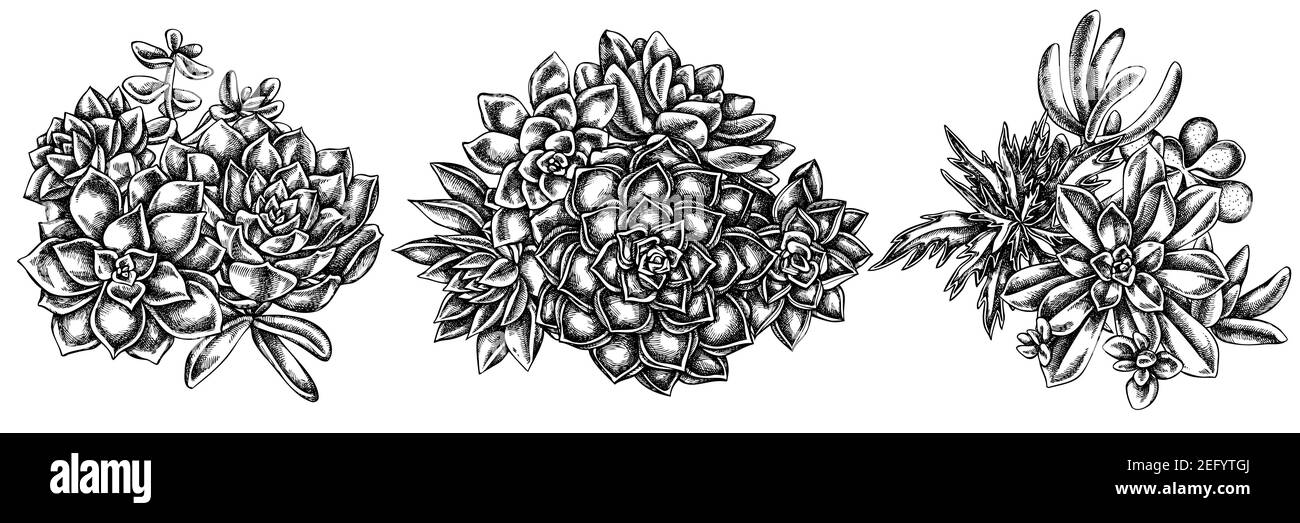 Blumenstrauß von schwarz und weiß saftig echeveria, saftig echeveria, saftig Stock Vektor