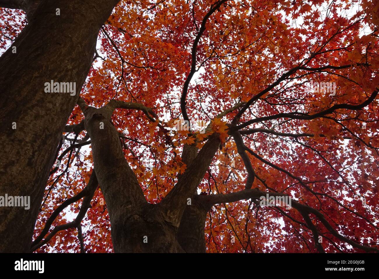 Herbstbaum. Seoul, Südkorea Stockfoto