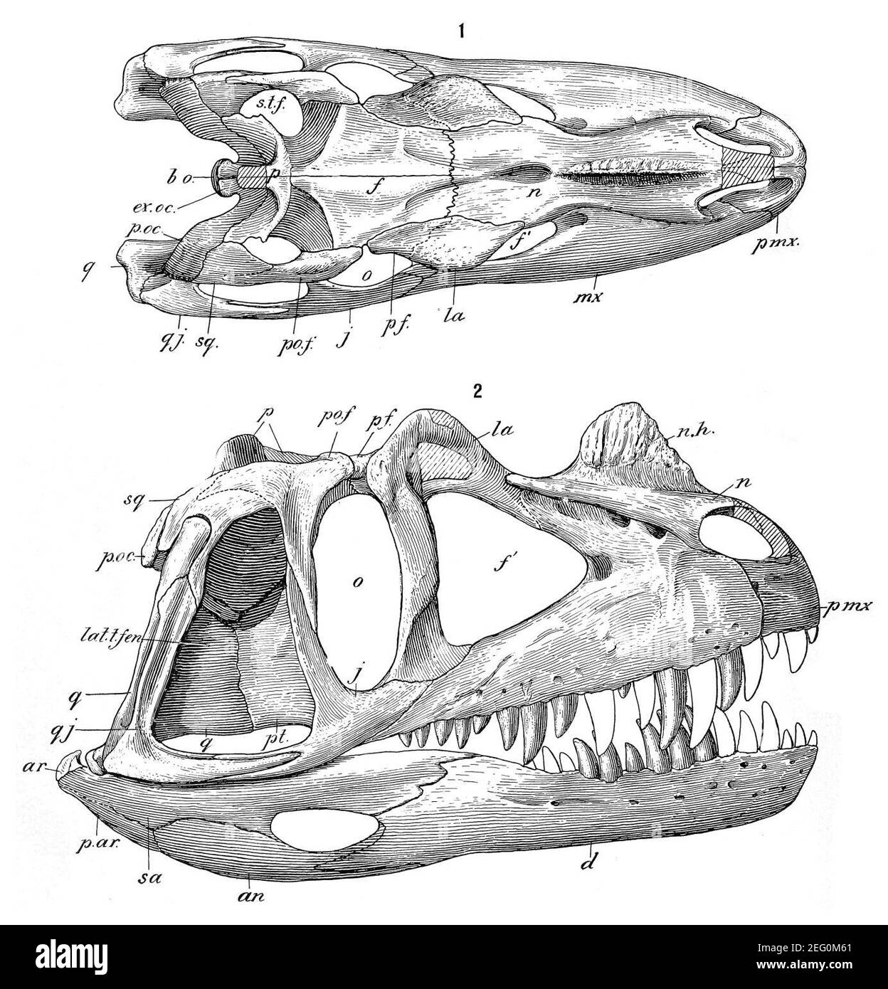 Osteologie der fleischfressenden Dinosaurier in den Vereinigten Staaten National museum Stockfoto