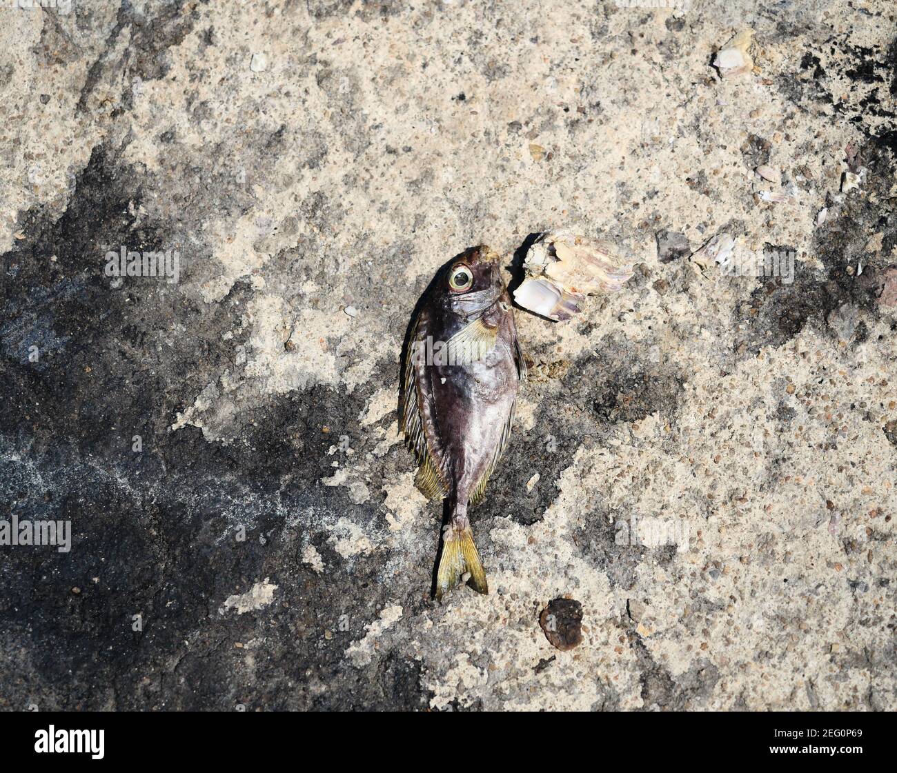Fischkadaver auf grauem Beton mit schwarzem Fleck, Kadaver von Meereslebewesen, die an Land entfernt wurden Stockfoto