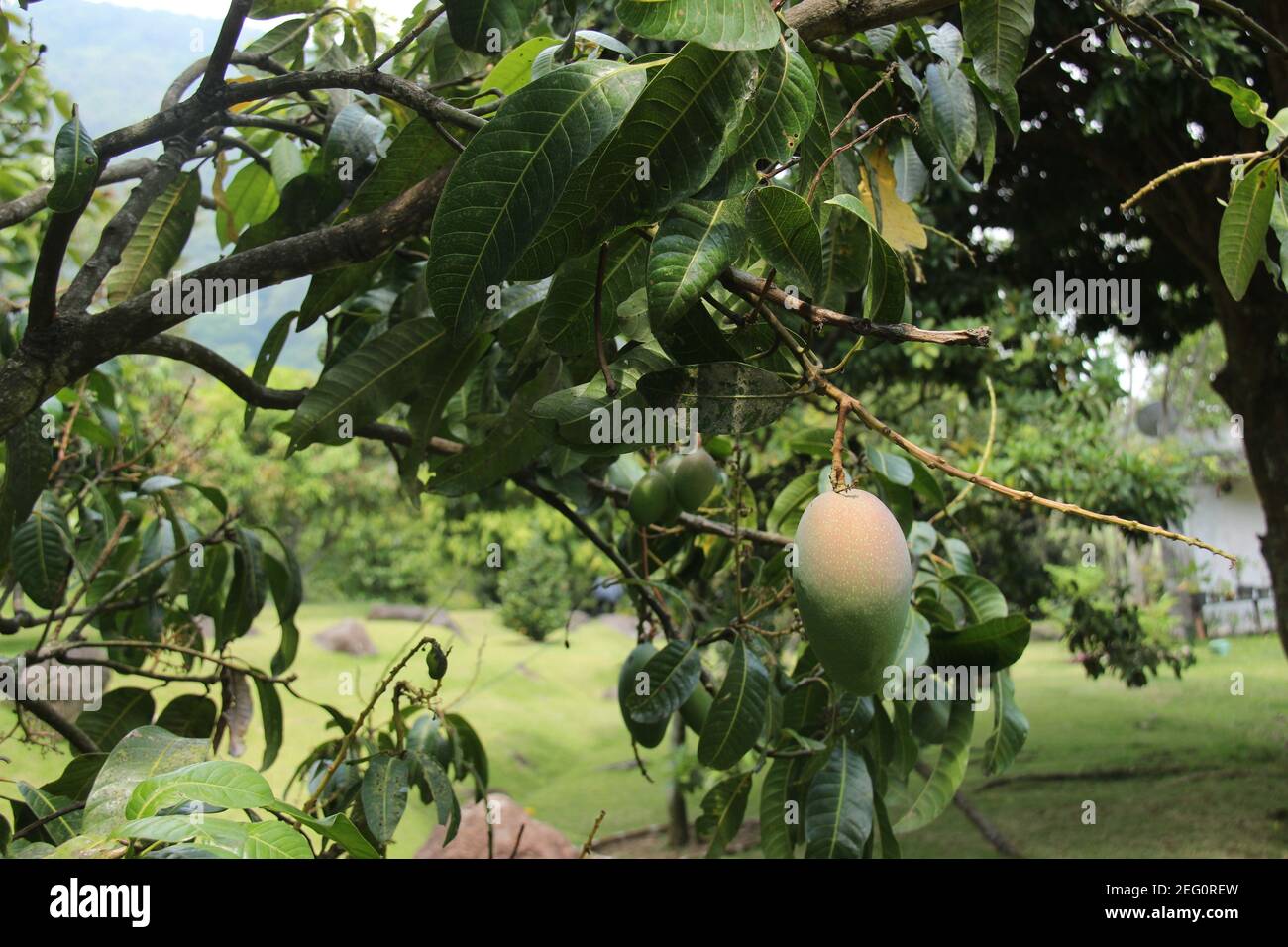 Frische Mangos hängen auf dem Baum bereit zur Ernte. Obstplantagen in einem sehr fruchtbaren tropischen Klima. Grüne Mango mit ein wenig rote Mischung auf t Stockfoto