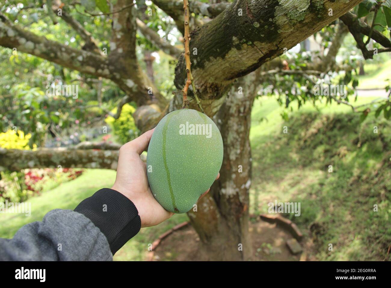 Frische Mangos hängen auf dem Baum bereit zur Ernte. Obstplantagen in einem sehr fruchtbaren tropischen Klima. Hände halten Mangos. Grüne Mango mit einem Stockfoto