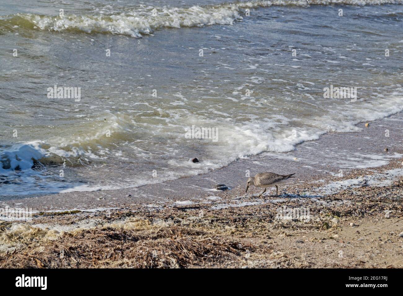 Der graugefiederte Dunlin, ein Zugvogel der Schnepfenfamilie, ernährt sich an der flachen Küste von Insekten, die mit Schaum, Gras und Algen gegen Th ausgewaschen sind Stockfoto