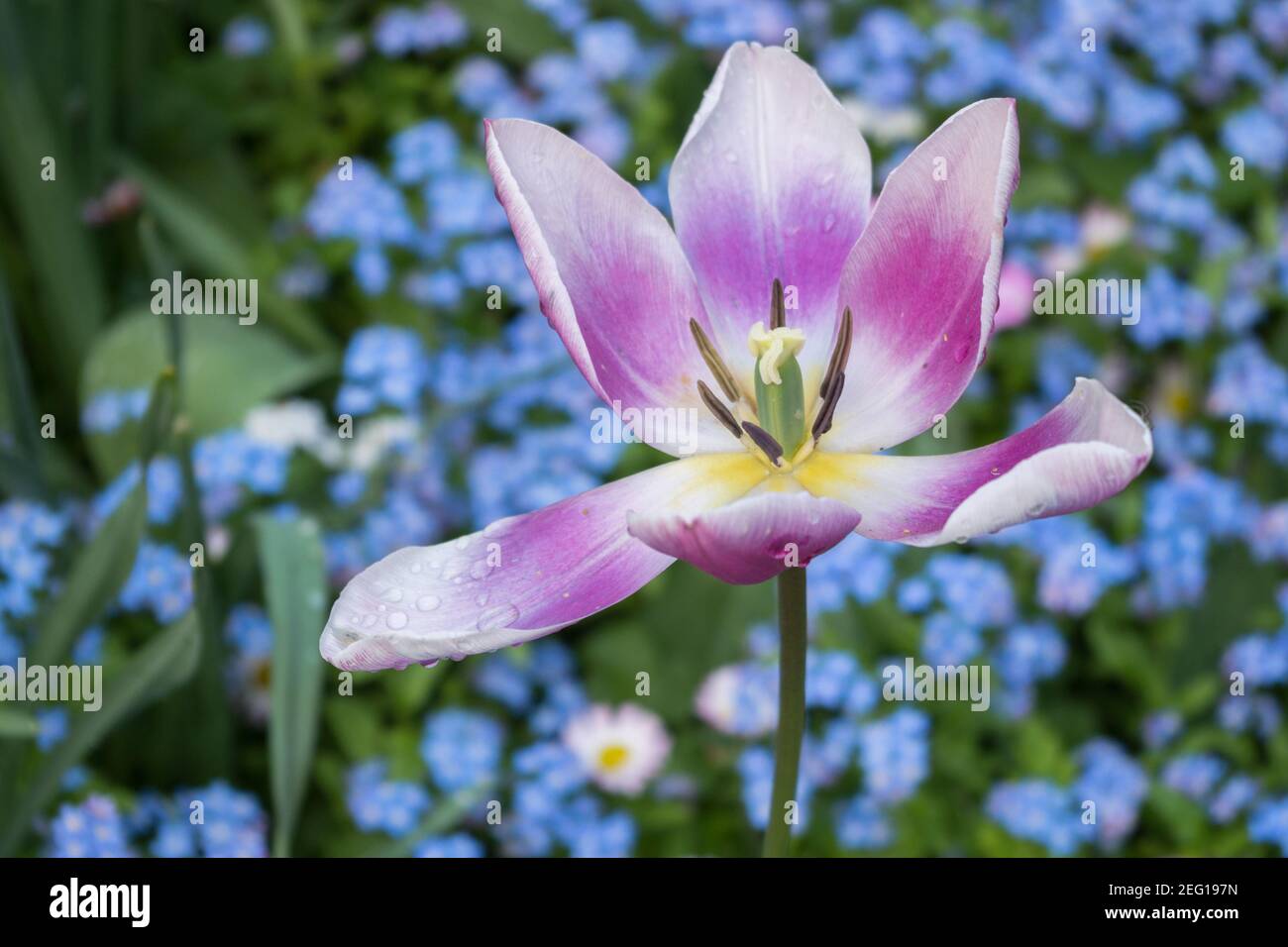 Blühende, voll geöffnete Lilienblume mit sechs hellrosa Blütenblättern mit purpurem zentralen Teil des Blütenblattes mit gelbem Zentrum und braunen Staubgefäßen auf verschwommenem Rücken Stockfoto