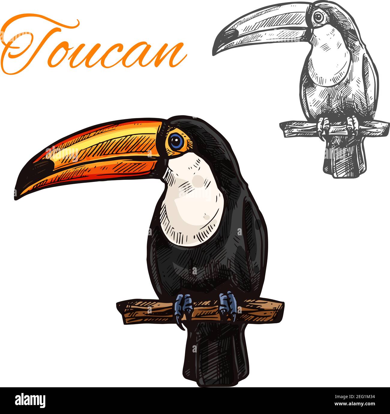 Toucan Skizze mit Vogel des tropischen Südamerikanischen Dschungels. Exotischer toco-Tukan mit schwarzem Gefieder, weißer Brust und gelbem Schnabel auf Ast-Symbol f Stock Vektor