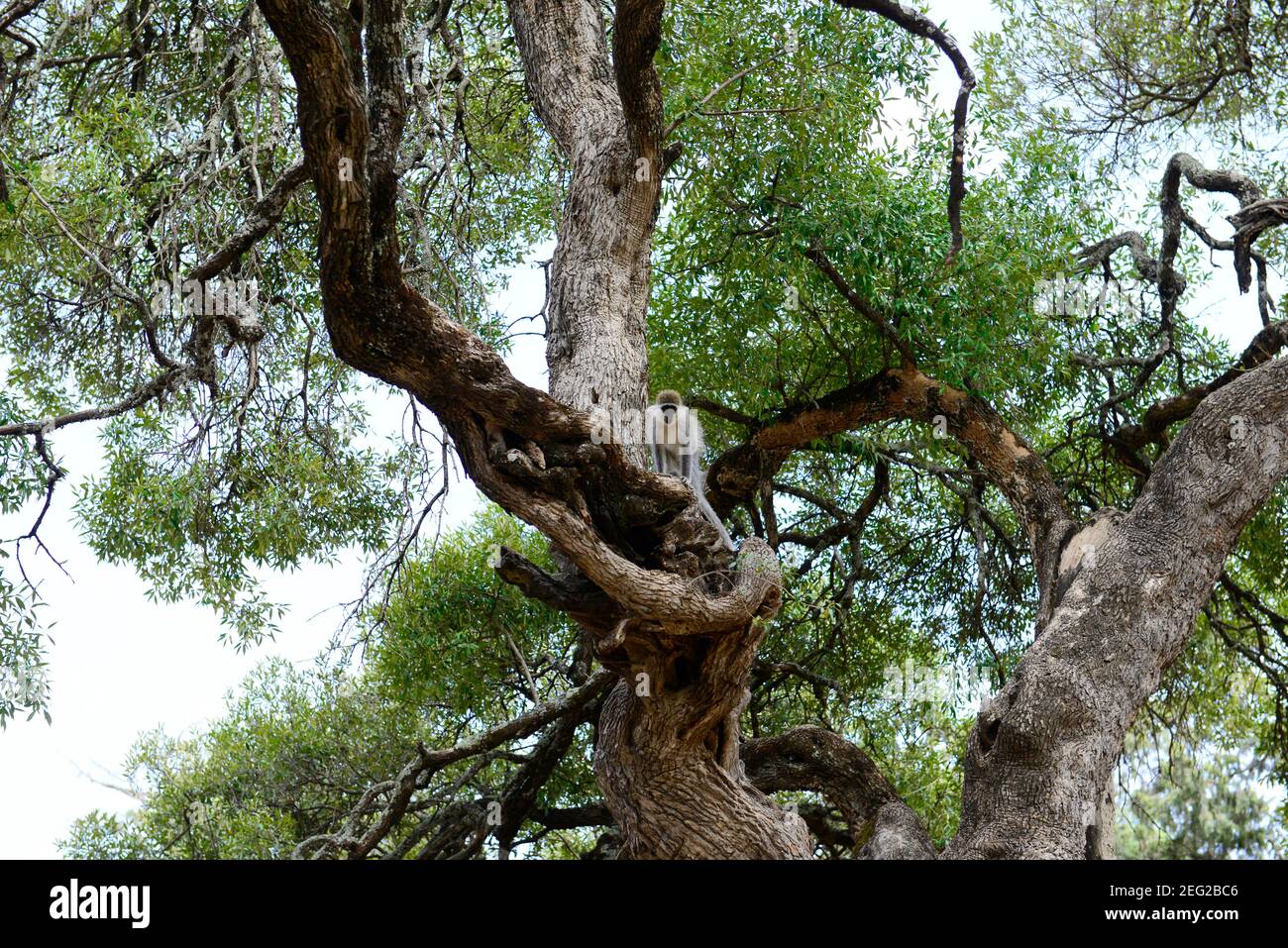 Ein Grivet Affe in Tigray, Äthiopien. Stockfoto