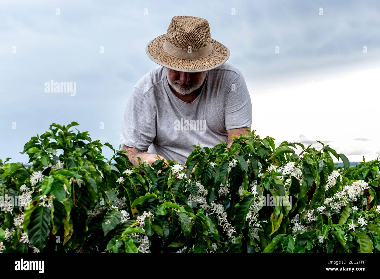 Ein Landwirt mittleren Alters analysiert die Blüte einer Kaffeeplantage Hintergrund, in Brasilien Stockfoto
