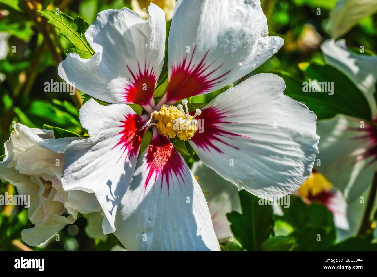 Weiße rote Herzrose von Sharon. Gemäßigte Zone Bellevue Washington. Heimisch in China und Indien. Stockfoto