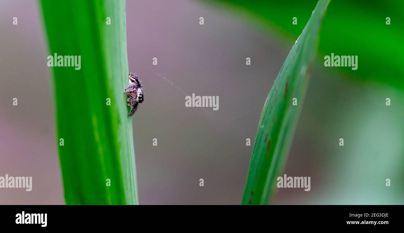 Extreme Makro der kleinen Spinne kriechen auf Spinnennetz auf dem grünen Gras. Stockfoto