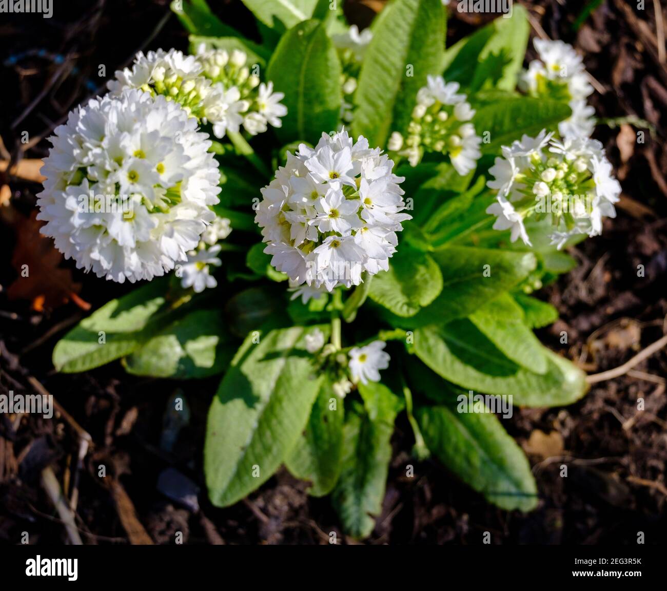 Erhöhte Ansicht der weißen Hortensien Blumen im Garten. Stockfoto