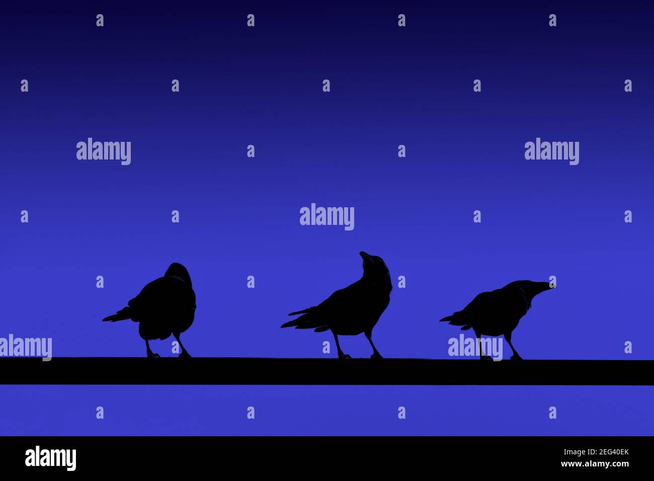 Silhouette der Vögel auf dunklen Metallstangen unter einem thront Blauer Himmel Stockfoto