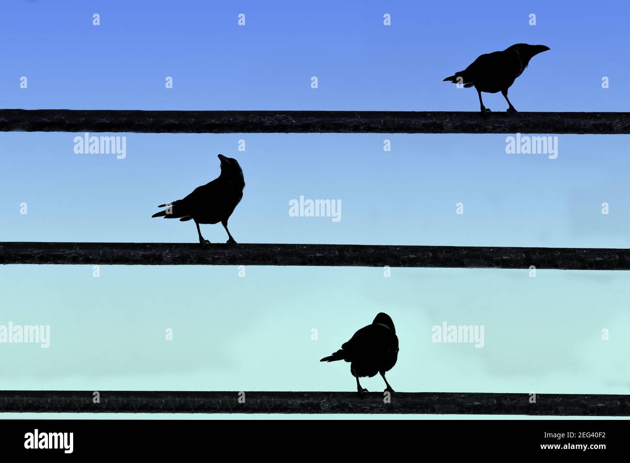 Silhouette der Vögel auf dunklen Metallstangen unter einem thront Blauer Himmel Stockfoto