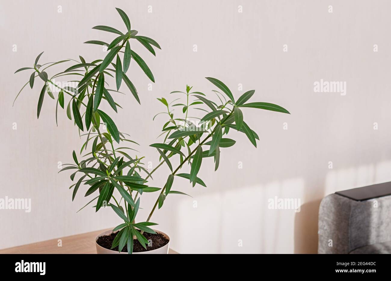 Zimmerpflanze Nerium Oleander aus nchster Nhe. Tropische Pflanzen fr die  Heimtextilien. Giftige Hauspflanze Stockfotografie - Alamy