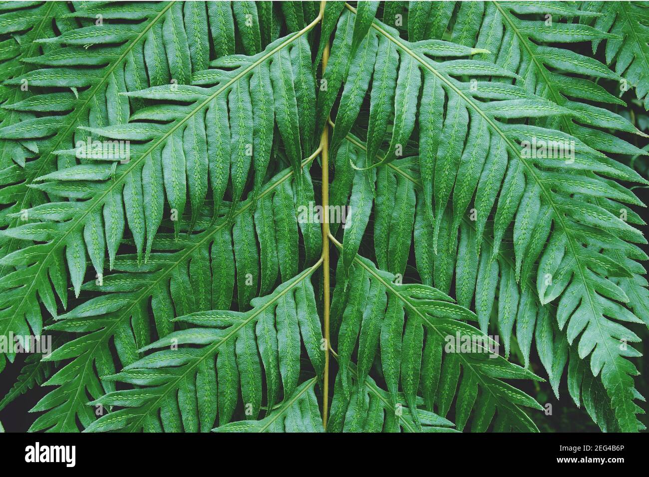 Exotische tropische Fern Blätter als natürliche grüne Textur Hintergrund Stockfoto