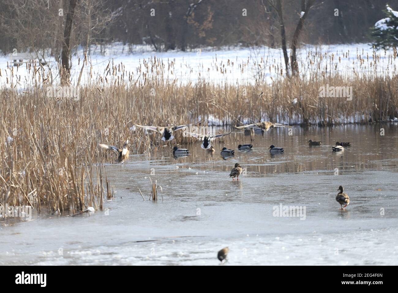 Ein Schwarm von Mallard Enten und Moorhens flattern und Spaß im Wasser haben. Stockfoto