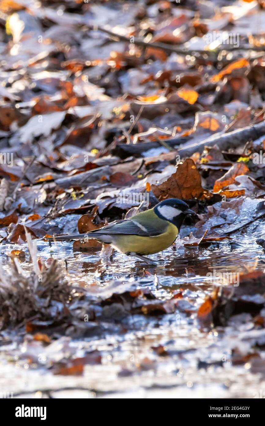 Eine Kohlmeise, die ein Bad an einem kleinen gefrorenen Teich nimmt