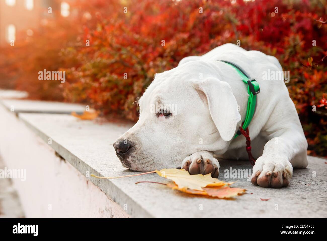 Dogo argentino liegt auf Gras im Herbstpark in der Nähe von roten Blättern. Hunde Hintergrund Stockfoto