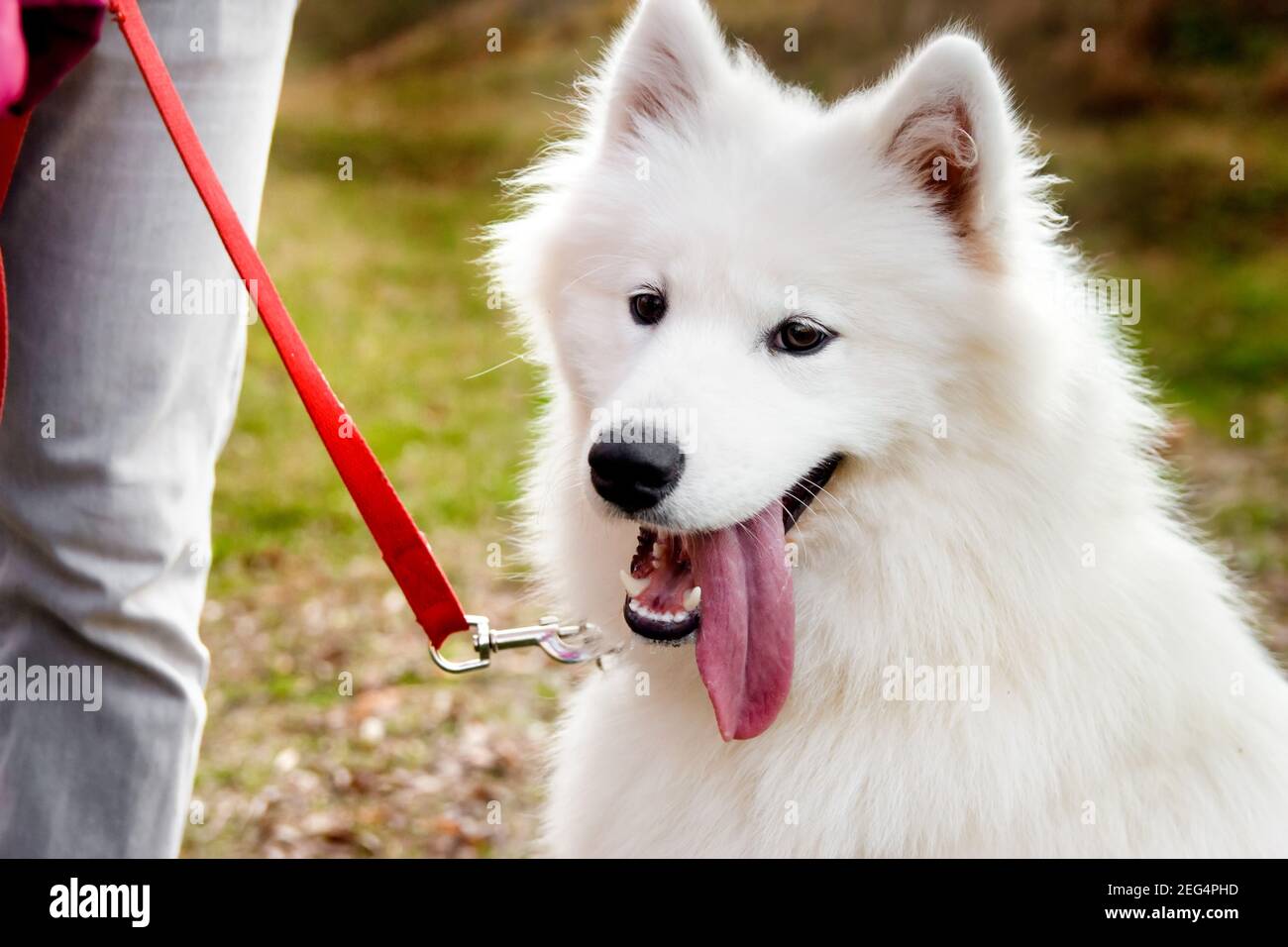 Samoyed Dog Portrait im Herbstpark. Hunde Hintergrund. Laufhund-Konzept Stockfoto