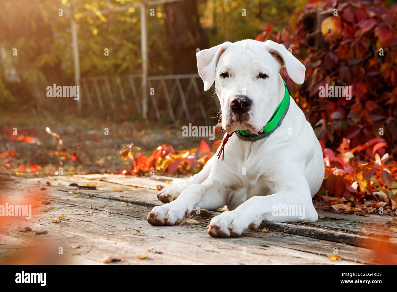 Dogo argentino liegt und schaut auf die Kamera im Herbstpark in der Nähe von roten Blättern. Hunde Hintergrund Stockfoto