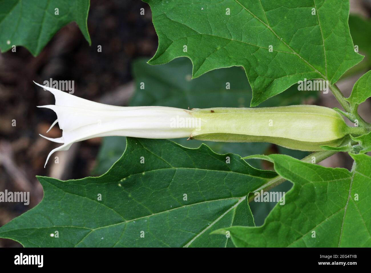 gemeiner Stechapfel Stockfoto