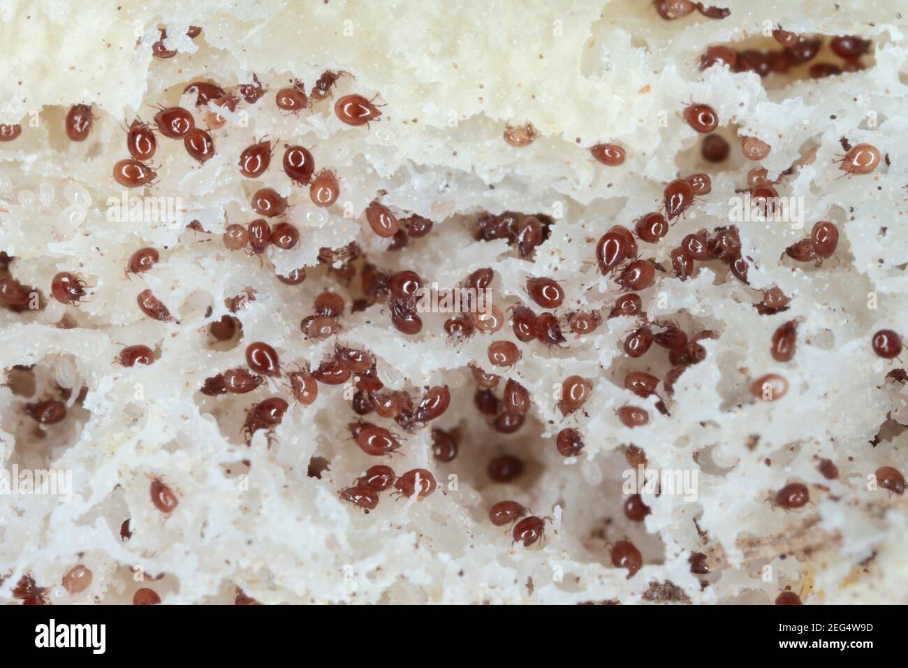 Vergrößerung von Milben aus der Acaridae-Familie auf schimmeligen Broten. Stockfoto