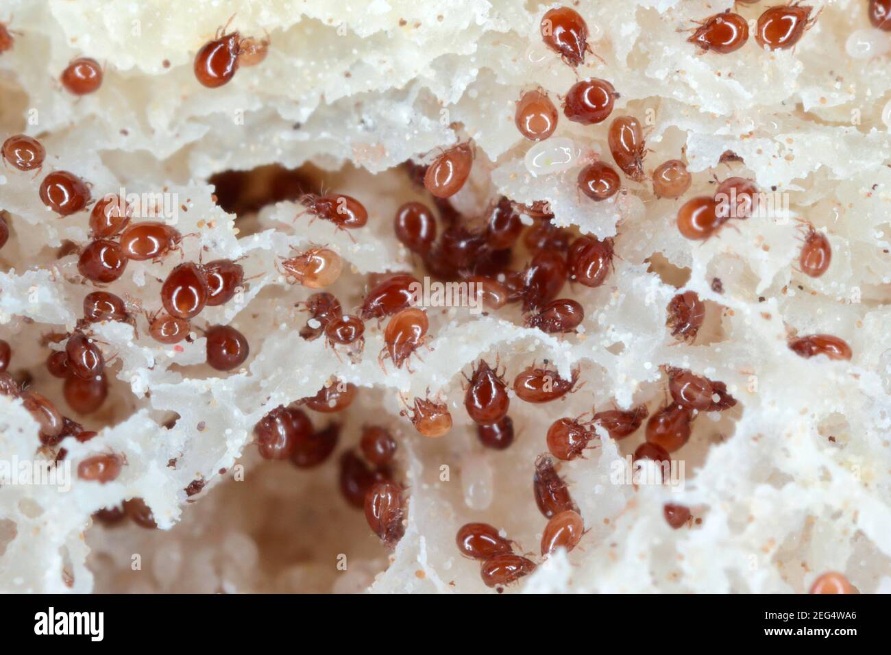 Vergrößerung von Milben aus der Acaridae-Familie auf schimmeligen Broten. Stockfoto