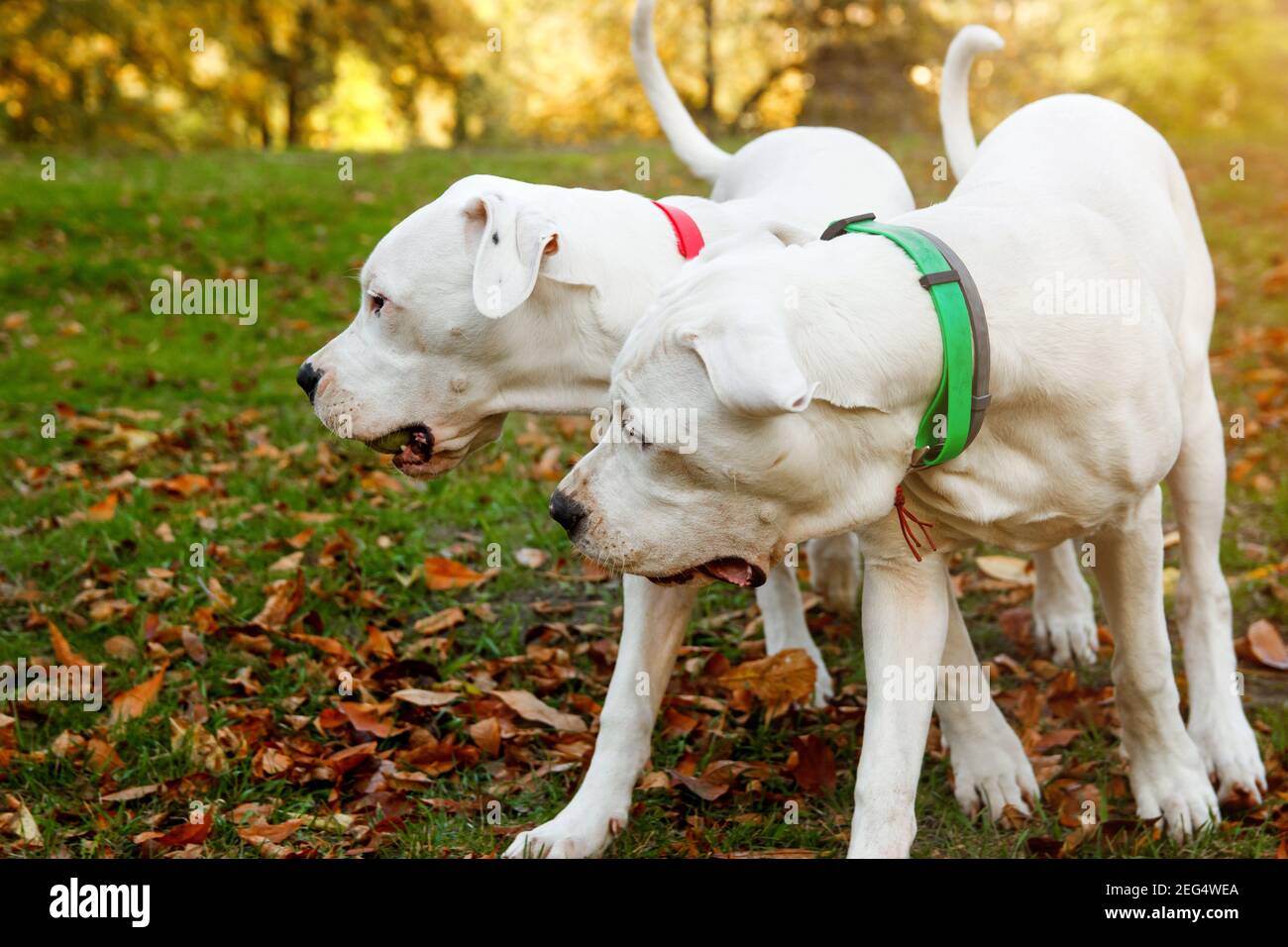 Zwei dogo argentino spielen auf Gras im Herbstpark bei roten Blättern. Hunde Hintergrund Stockfoto