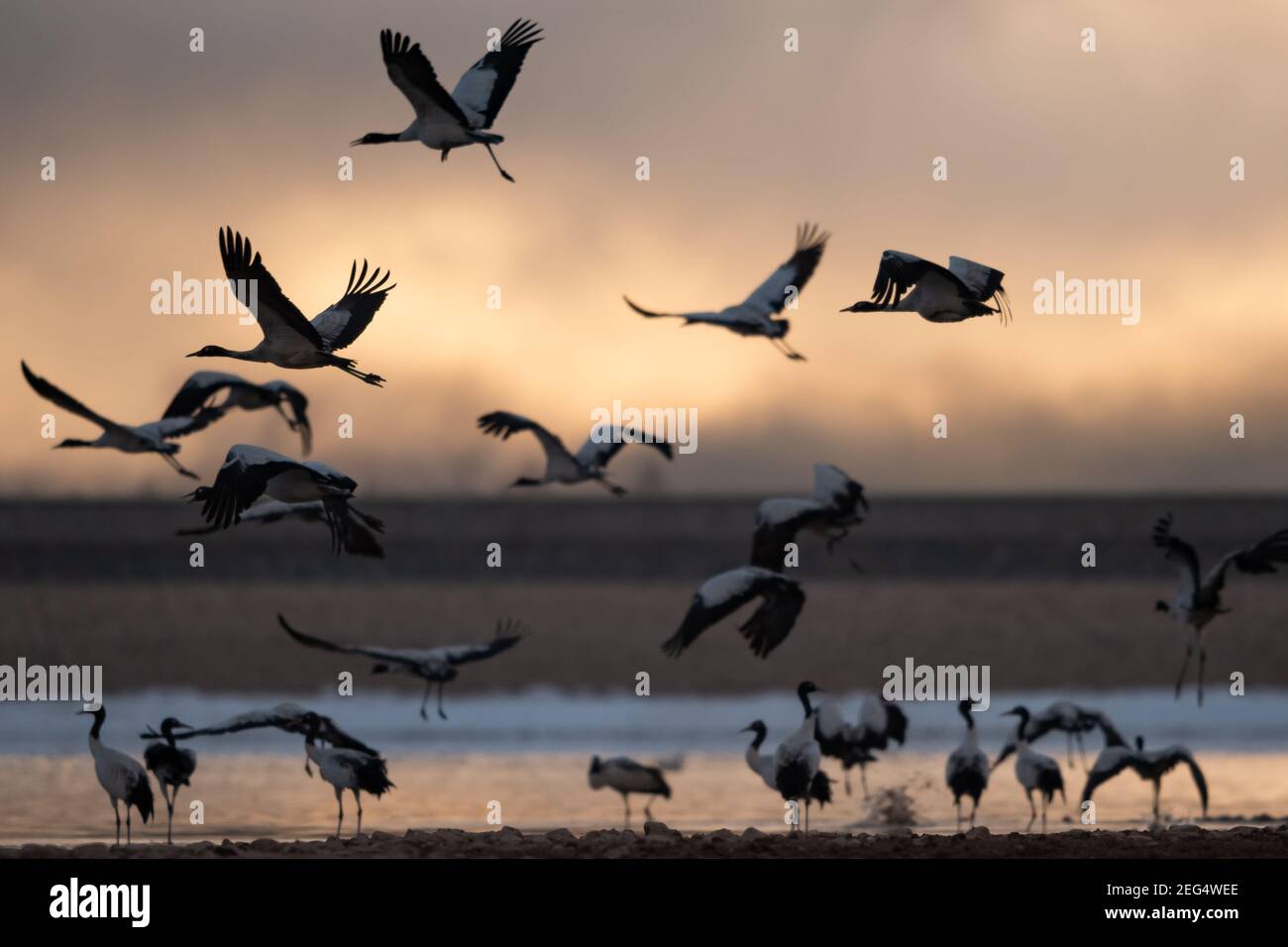 Linzhi, China. Februar 2021, 17th. Am 17th. Februar 2021 leben die Schwarzhalskrane in der Schutzzone in Linzhi, Tibet, China.(Foto: TPG/cnsphotos) Kredit: TopPhoto/Alamy Live News Stockfoto