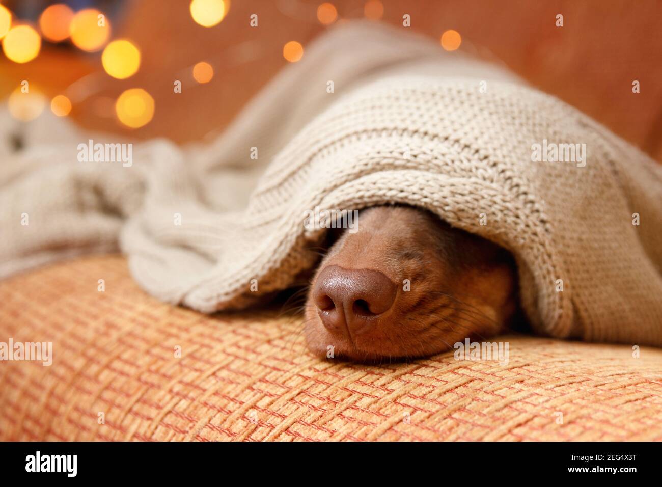 Hund schläft unter der Decke in der Nähe von weihnachtslicht. Nahaufnahme. Winterkonzept Stockfoto