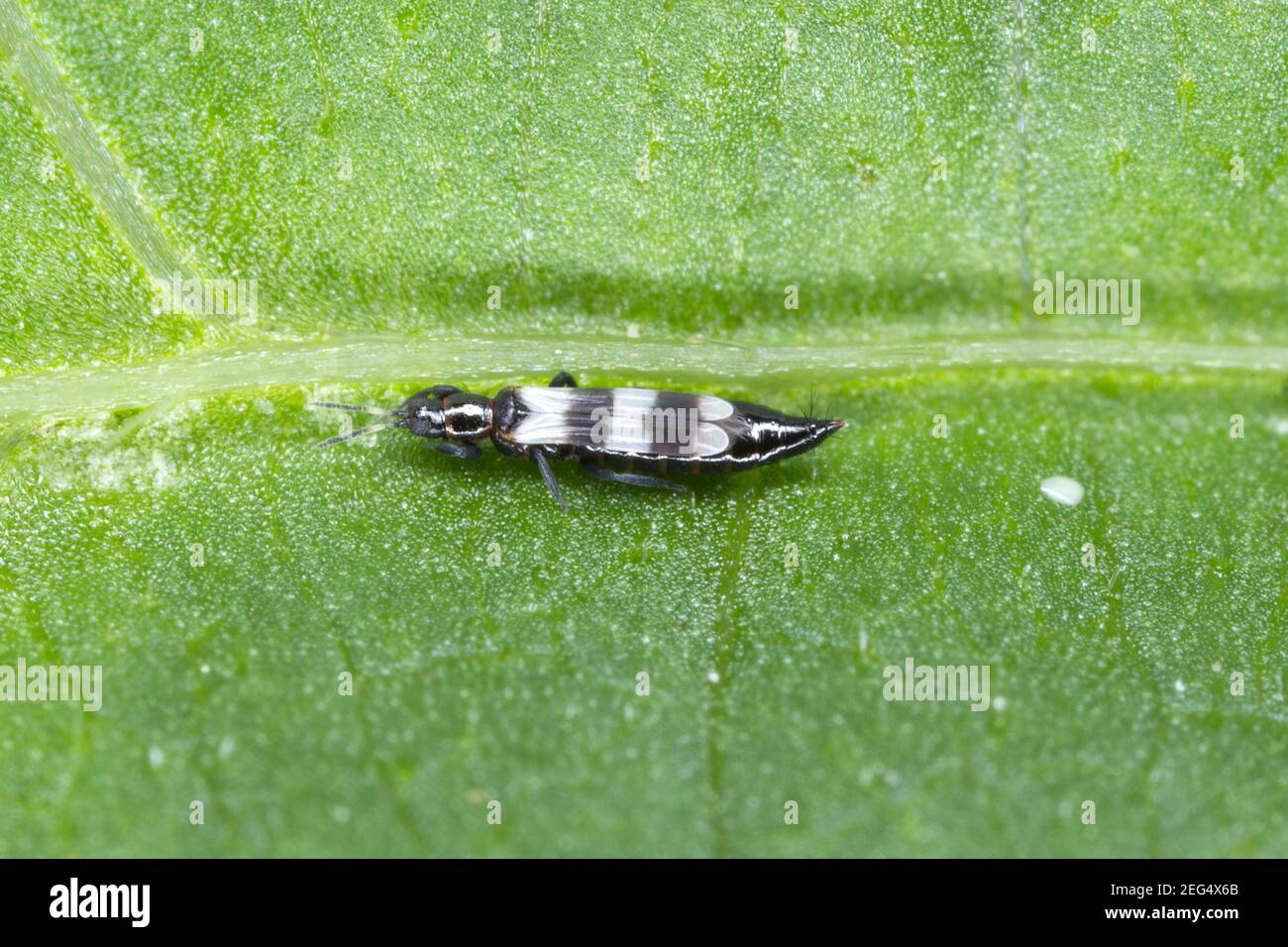 Thrips Thysanoptera (Aeolothrips: Aeolothripidae). Seine räuberische Insektenjagd nach anderen, zum Beispiel Pflanzenschädlingen. Stockfoto