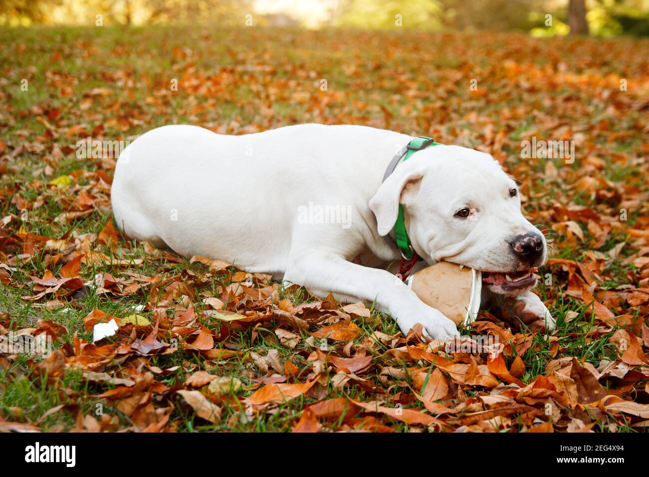 Dogo argentino liegt und auf Gras im Herbstpark. Hunde Hintergrund Stockfoto