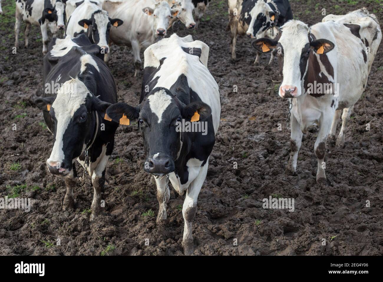 Drei Holsteinkühe schauen in einem schlammigen Feld auf die Kamera, dahinter eine weitere Gruppe von cows.chopped Blickwingen Stockfoto