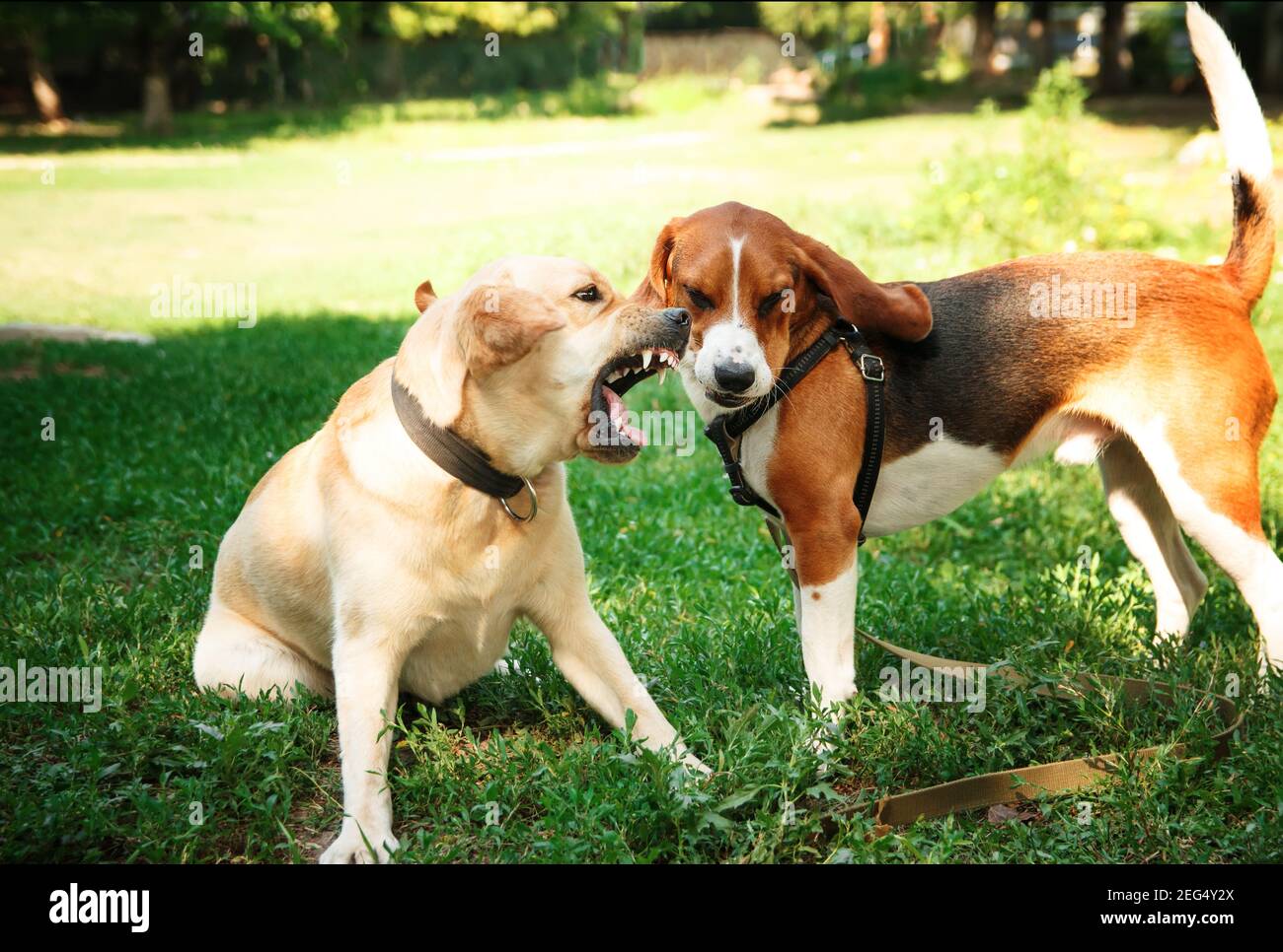 Zwei aggressive Hunde. Hundeangriff. Labrador und Beagle kämpfen im Freien. Stockfoto