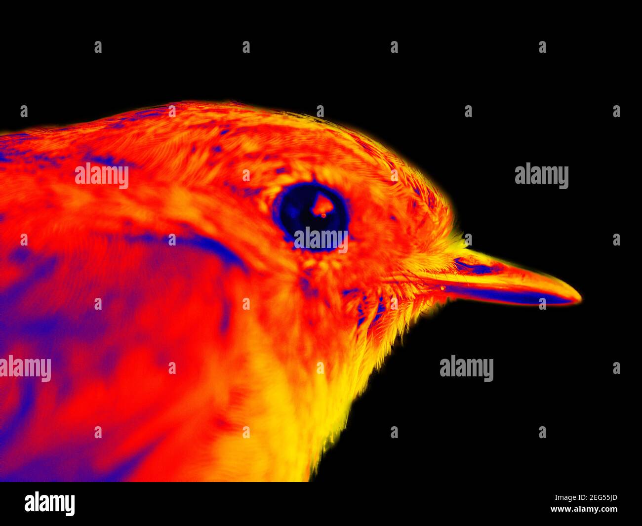 Robin Infrarotporträt. Scannen der Körpertemperatur des Tieres mit einer Wärmebildkamera Stockfoto