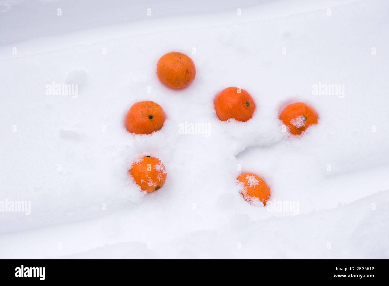 Orange Mandarinen auf weißem Schnee. Tropische Früchte. Stockfoto