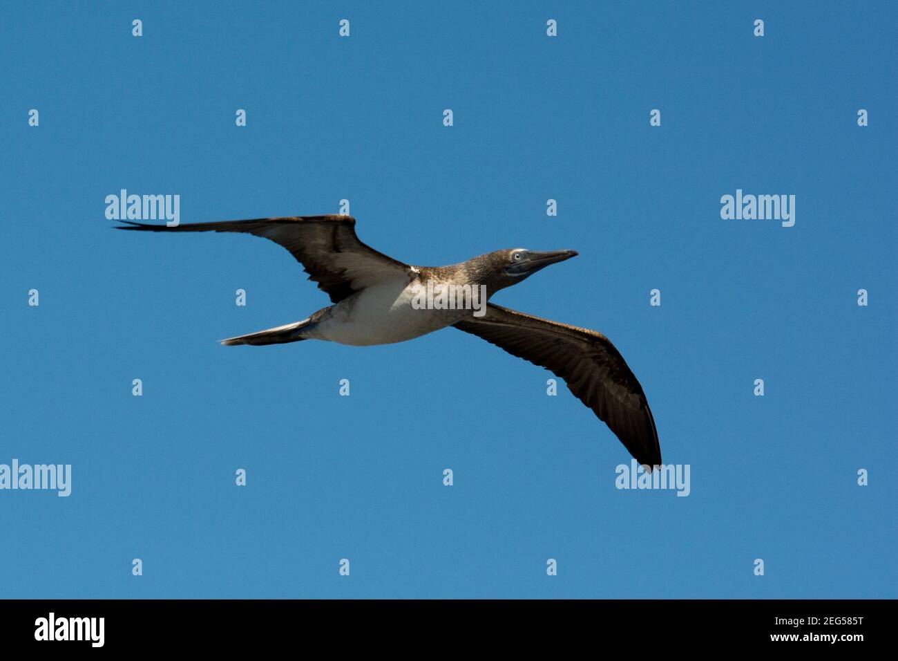 Blaufüßige Bohne fliegt über die Küste von South Plaza im Galapagos Archipel. Stockfoto