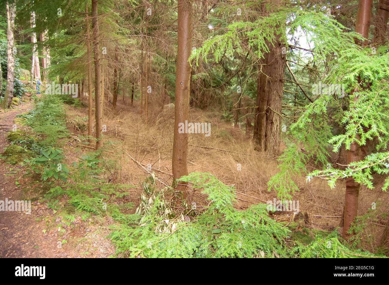 Cragside Northumberland UK Bäume hoch außerhalb Wald Wald Wald Hügel grüne Vegetation Insekten Park Park Park Park Park Walk Girl blonde Pfad Hügel Stockfoto