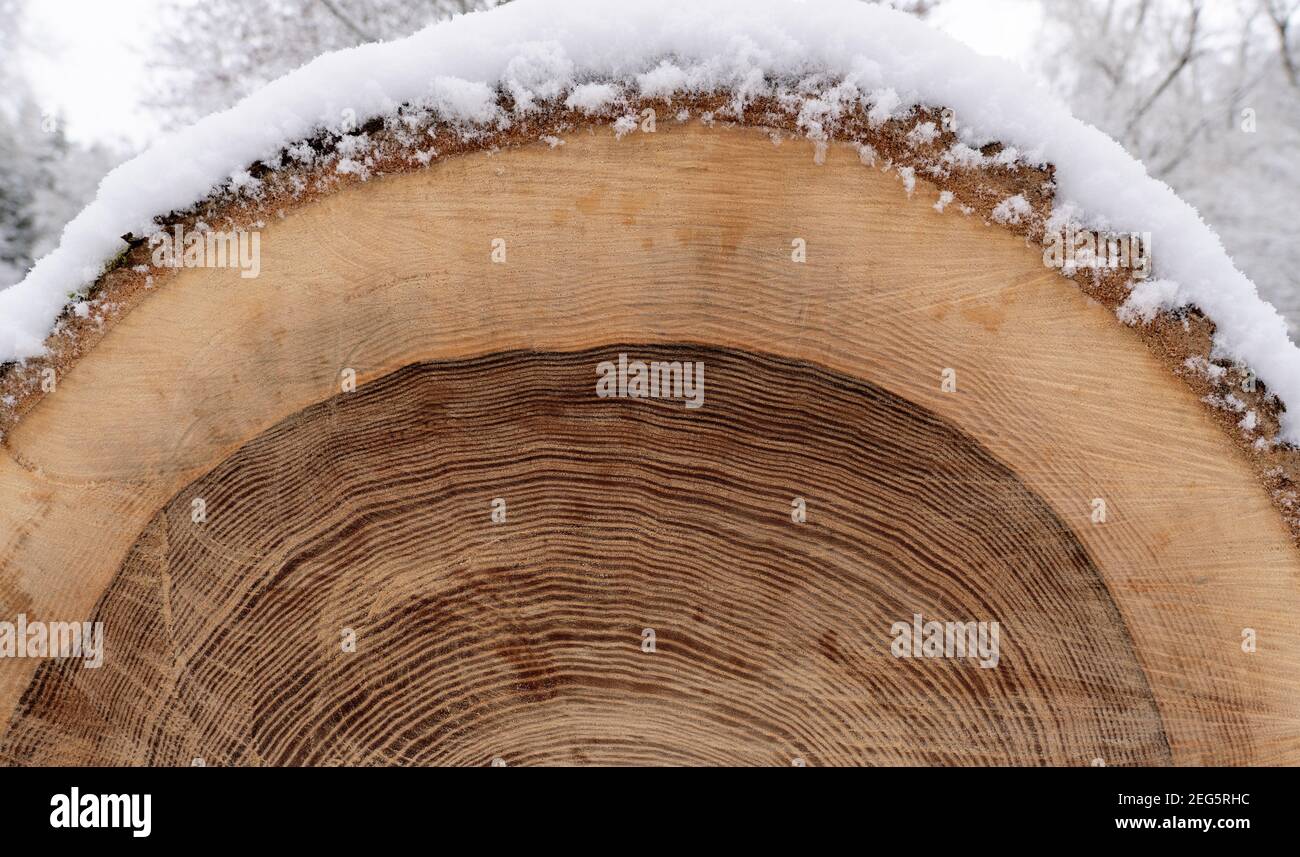 Schneebedeckter, abgesägtes Baumstamm mit Jahresringen und dunklem Kern Stockfoto