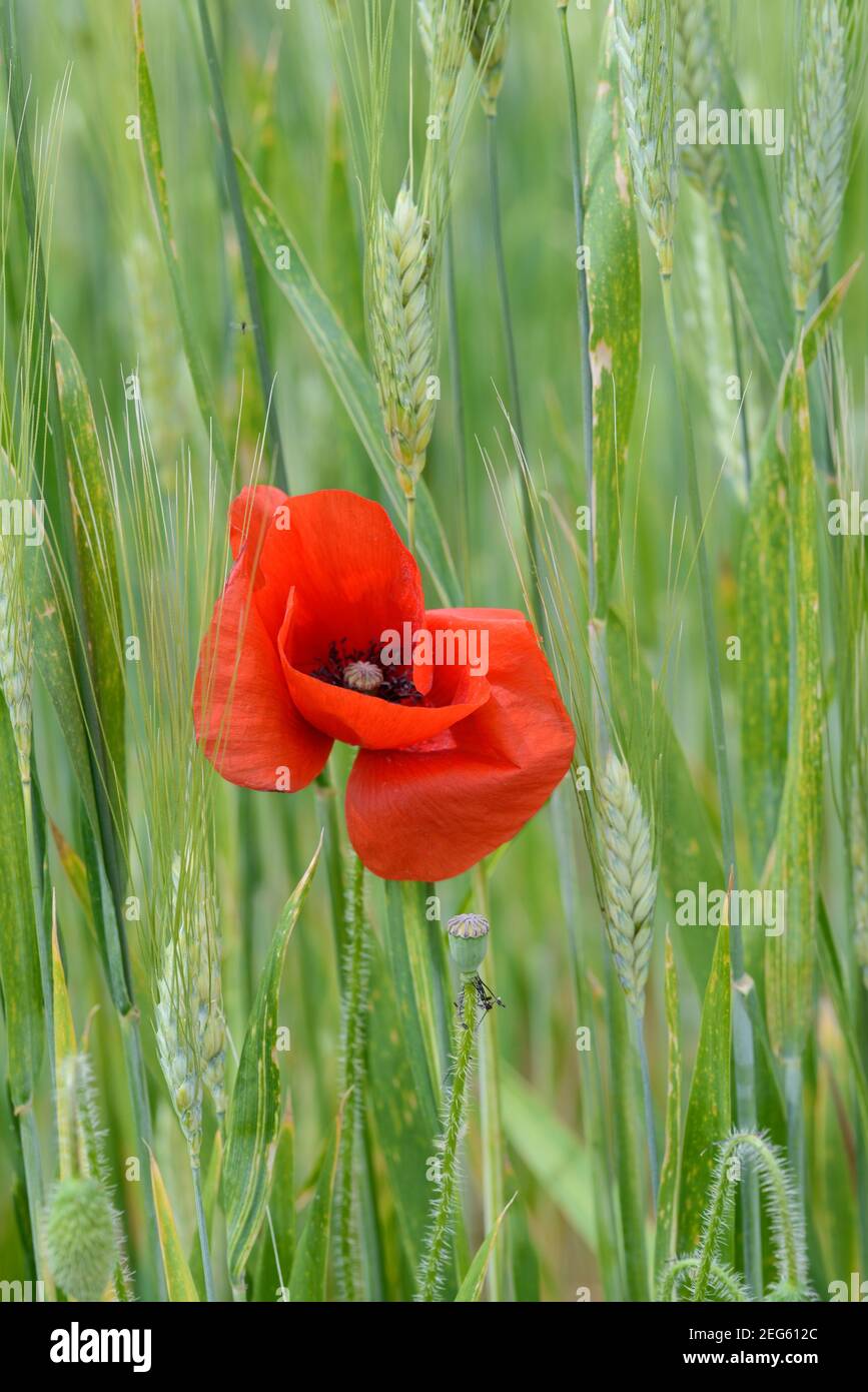 Single Mohnblume, Papaver somniferum, wächst im Weizenfeld oder Maisfeld unter den Ohren der Weizen Provence Frankreich Stockfoto