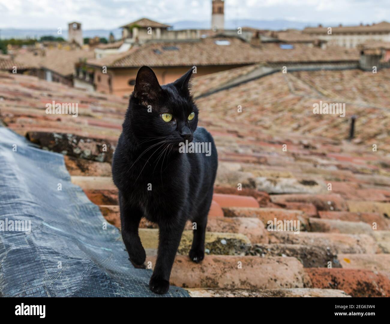 Katzengefliestes Dach Stockfoto