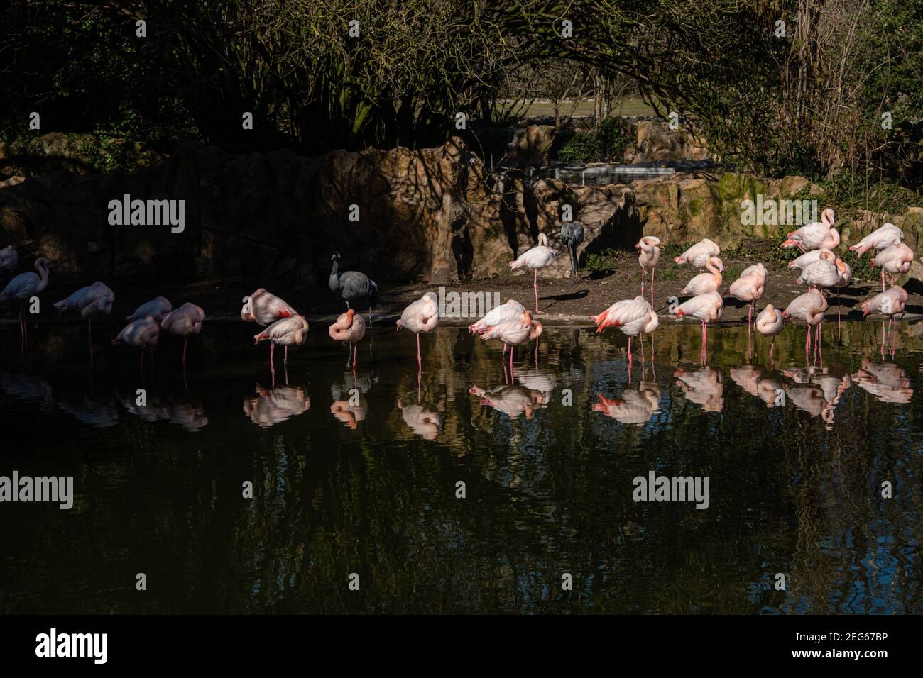 Lyon (Frankreich), 27. Februar 2021. Rosa Flamingos auf einem Bein mit ihren Reflexen im Wasser im Park des goldenen Kopfes. Stockfoto