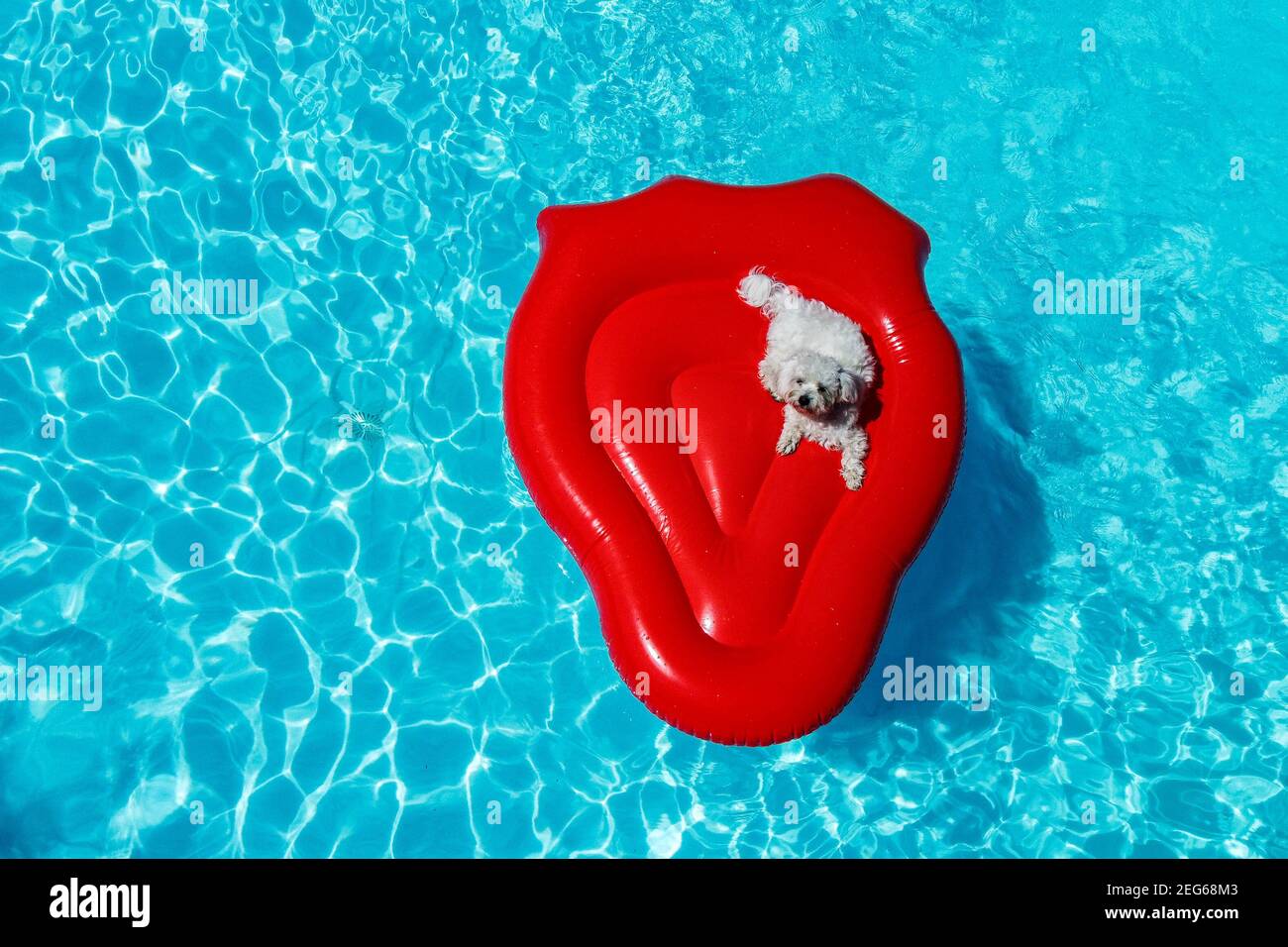 Kleiner Hund schwimmt auf einer Luftmatratze im Pool Stockfoto