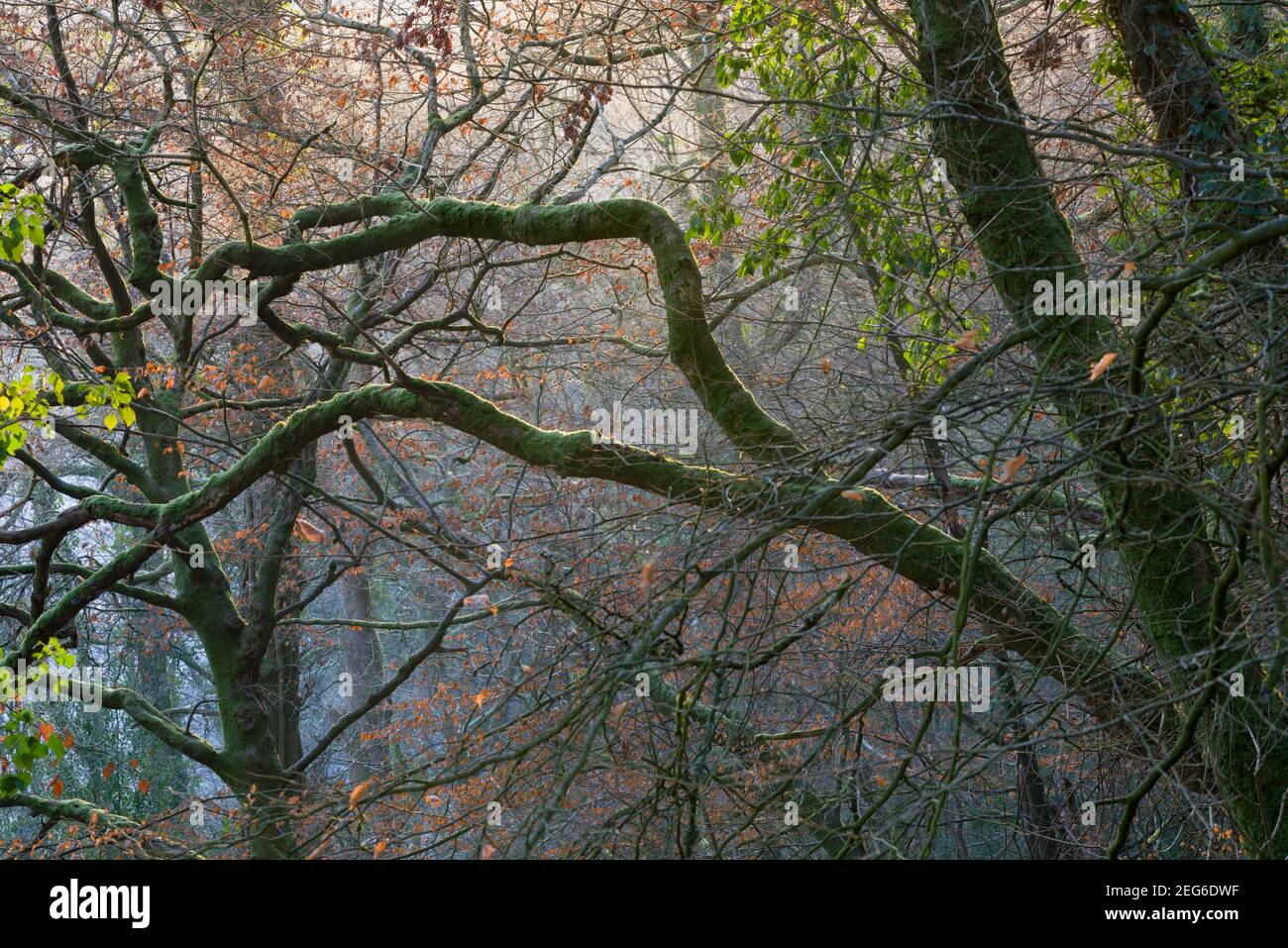 Frühmorgens Wintersonne im Wald bei Bampton, Devon, England. Stockfoto