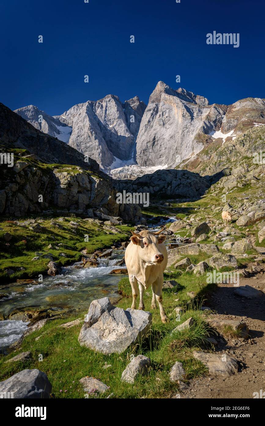 Vignemale im Sommer, vom Gaube-Tal aus gesehen (Nationalpark Pyrénées, Pyrenäen, Cauterets, Frankreich) Stockfoto