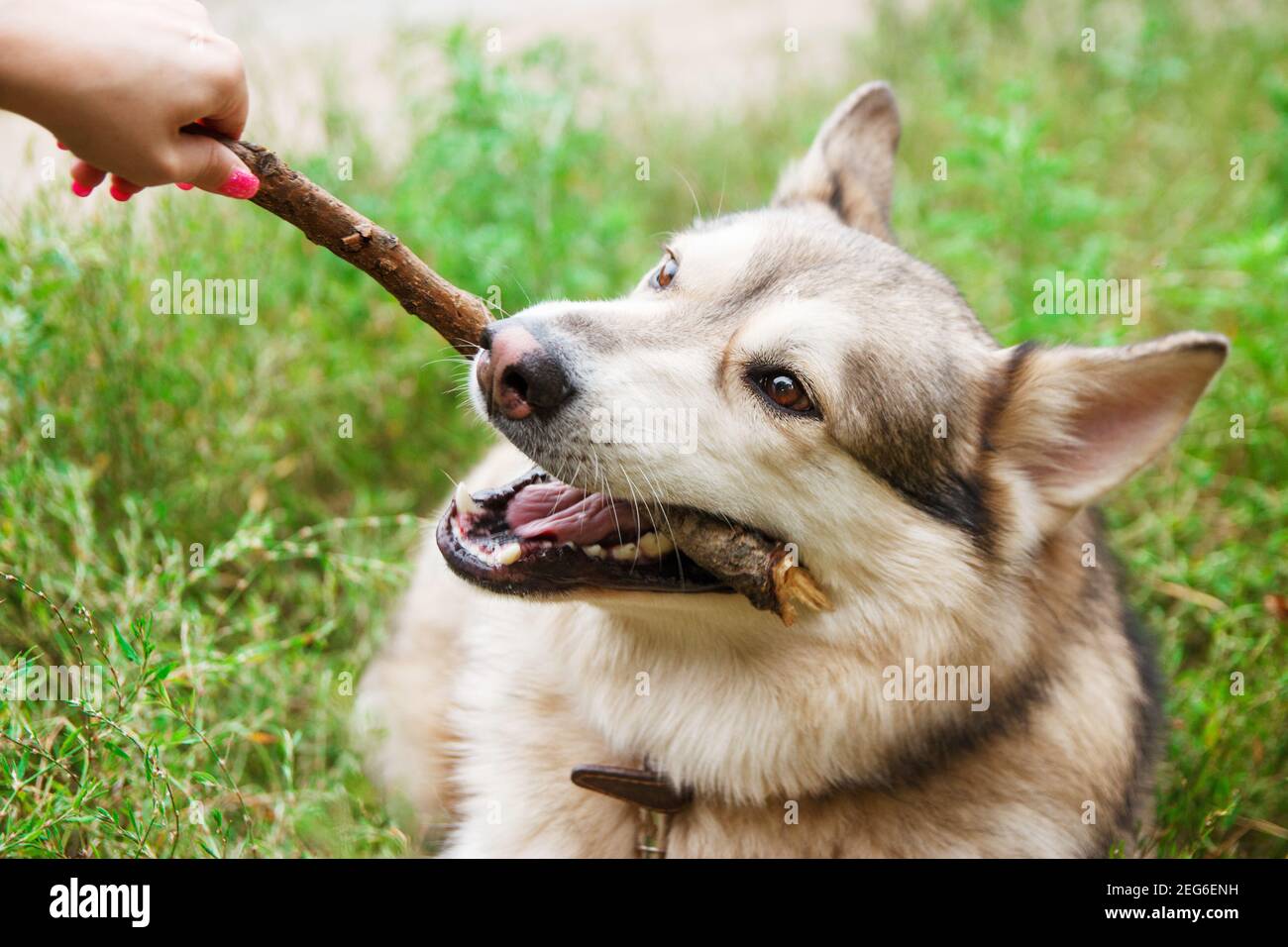 Ein Husky Hund spielt mit einem Stock auf dem Grün im Gras. Hunde Hintergrund. Schulungskonzept. Stockfoto