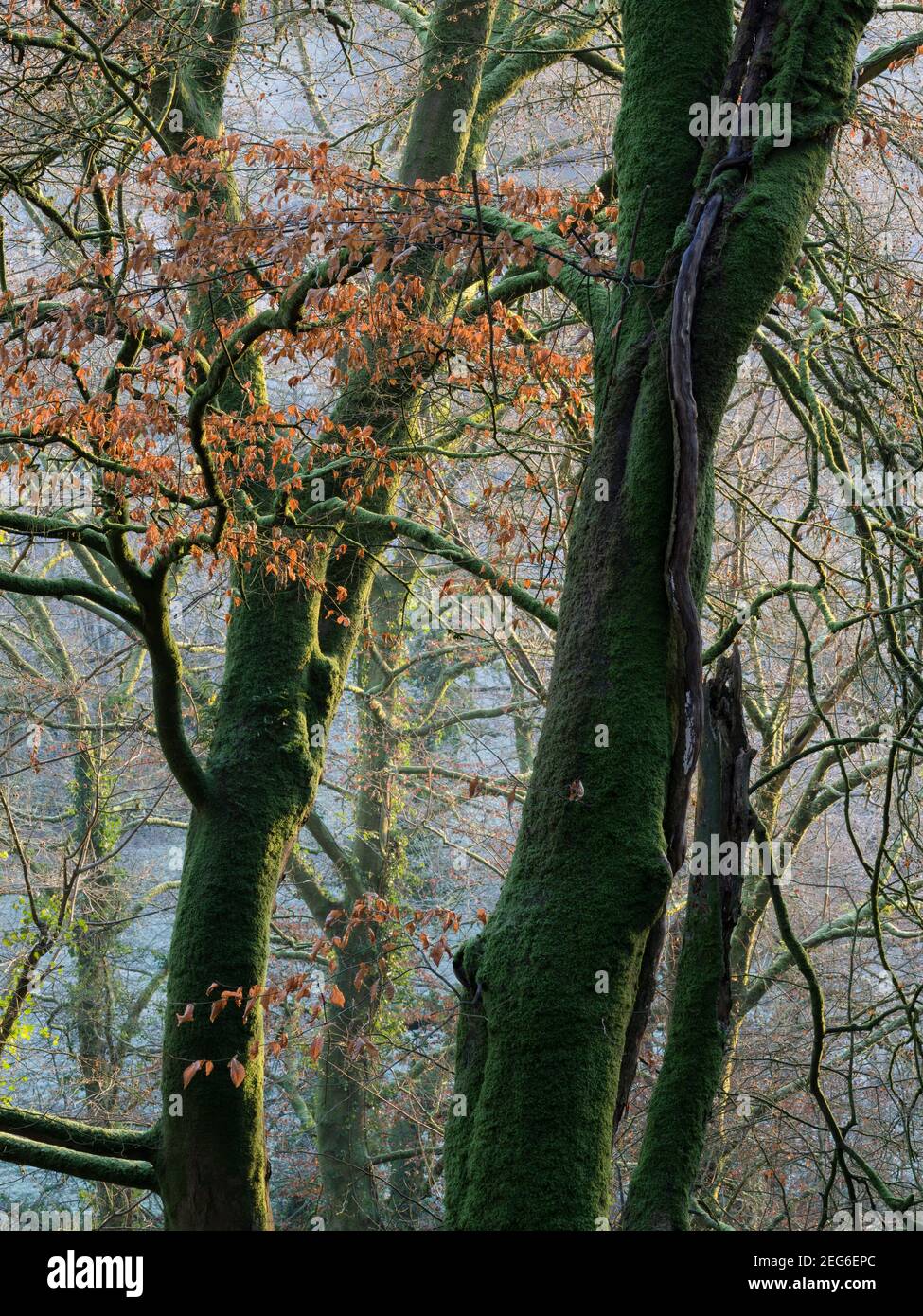 Frühmorgens Wintersonne im Wald bei Bampton, Devon, England. Stockfoto