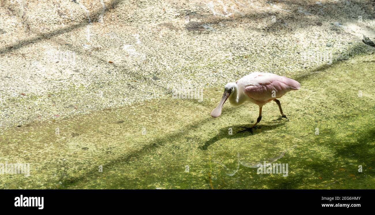 Roseat-Löffler (Platalea ajaja) waten in einer flachen Lagune Stockfoto