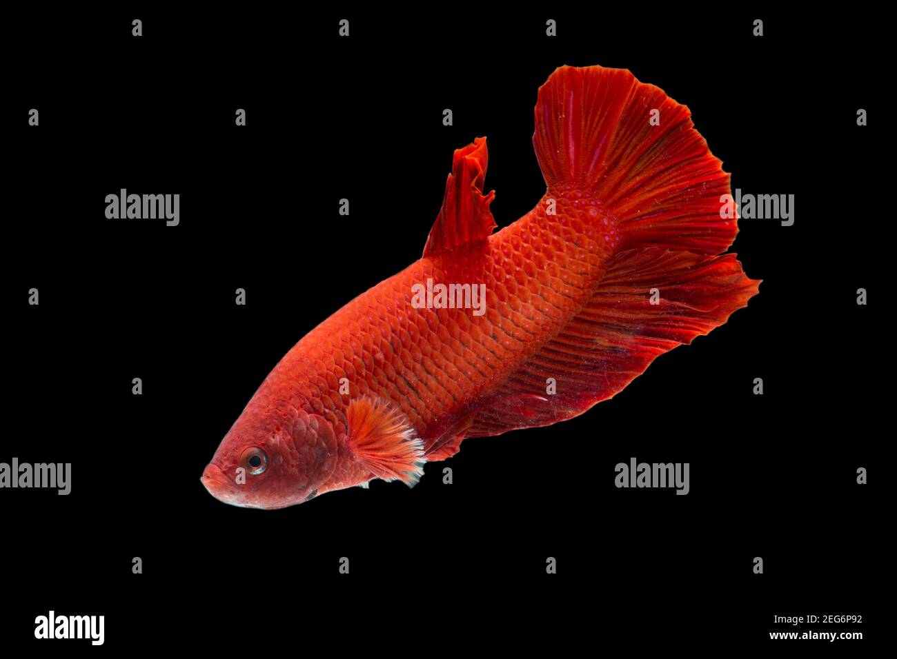 Betta Fisch super rot Halfmoon siamnese Kampf Fisch splendens auf Schwarzer Hintergrund Stockfoto