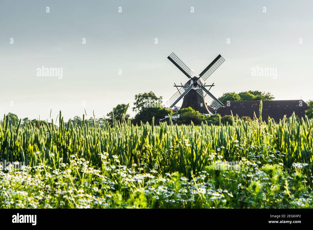 Windmühle Seriemer Mühle in ländlicher Landschaft, Ostfriesland, Niedersachsen, Deutschland Stockfoto